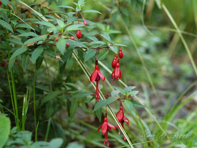Fuchsia David.jpg